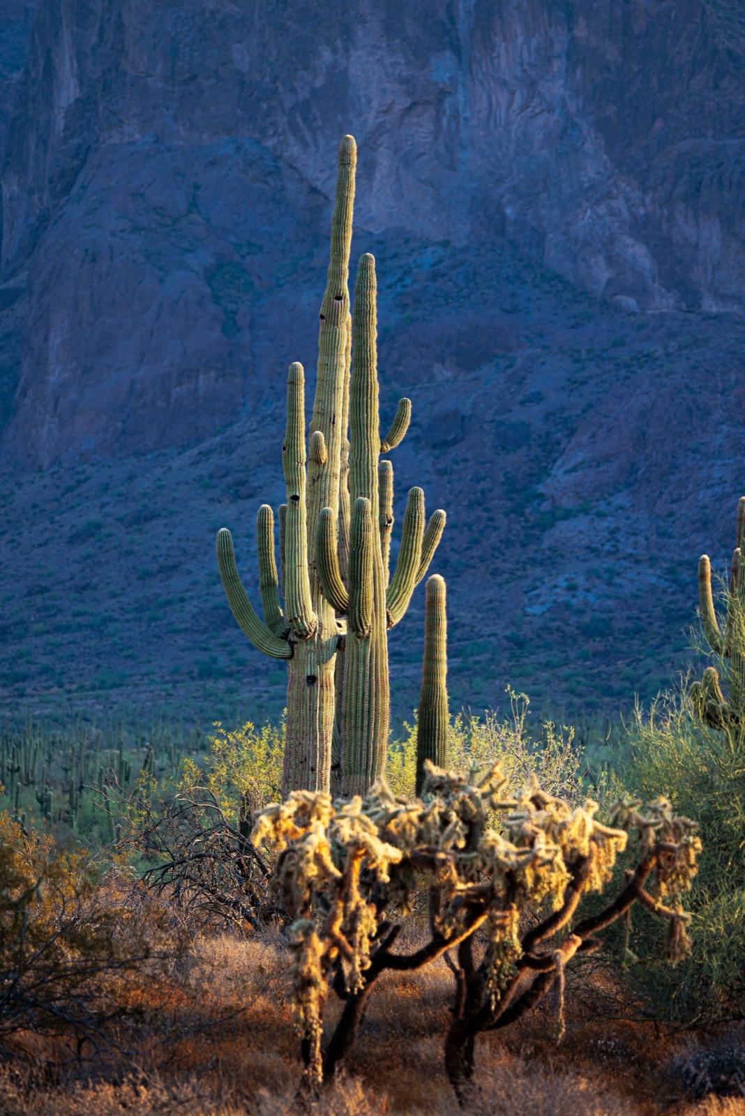 Saguaro and cholla cactus in the Sonoran Desert foothills